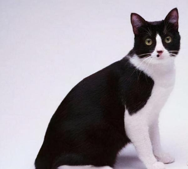 品種溯源識別系列之：中華田園貓