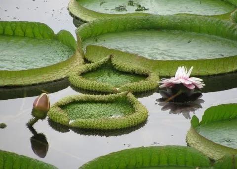 分享圖片，猶如曇花一現的王蓮開花，各種顏色，各種姿態大全