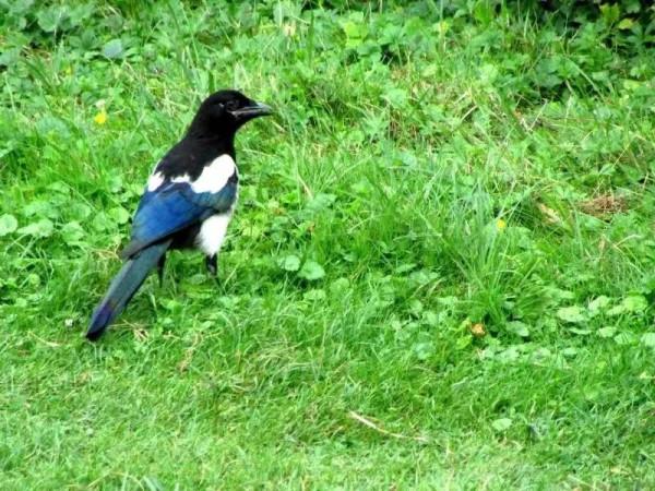 分享圖片&mdash;&mdash;喜鵲報喜鳥，喜事來咱家