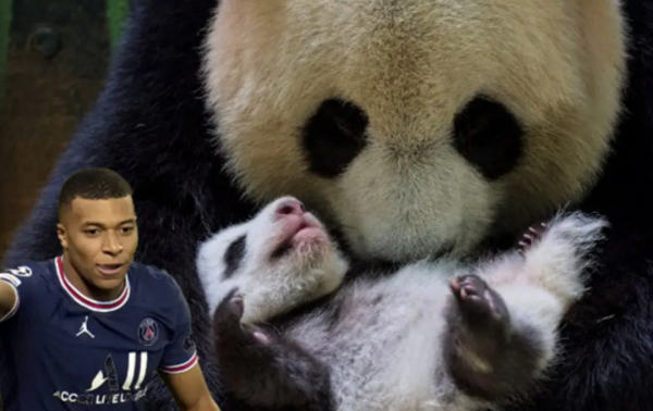 「社會」旅法雙胞胎熊貓:教父將是姆巴佩、教母將是張家齊 「社會」旅法雙胞胎熊貓:教父將是姆巴佩、教母將是張家齊