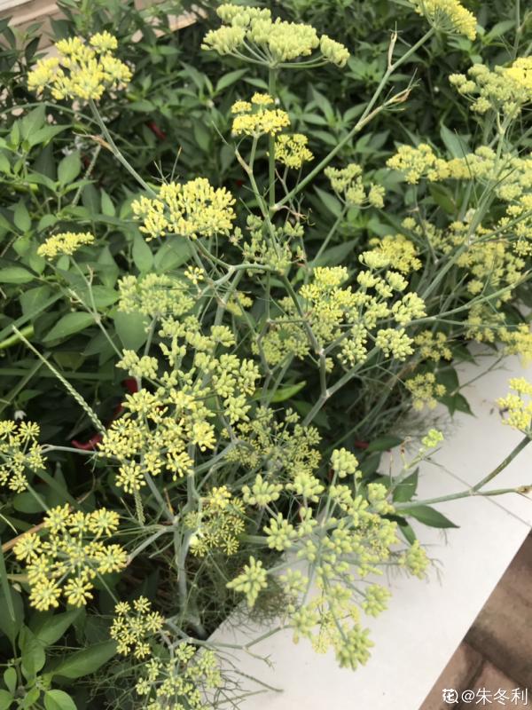 適合秋天種的10種蔬菜，現在播種，一個月上飯桌