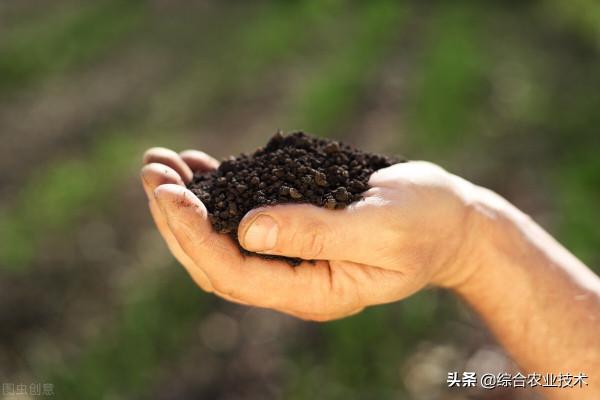 羊糞是一種很好的有機肥，你知道它的優點和缺點有哪些嗎？