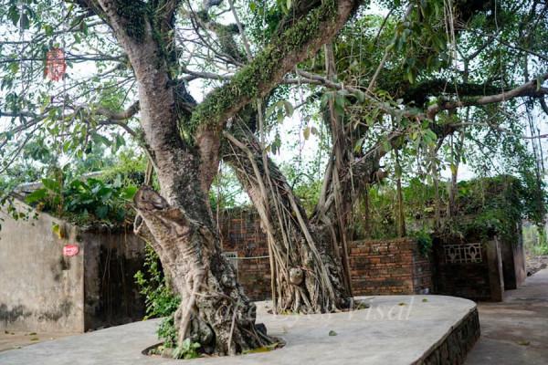 海南古村落----羅驛村