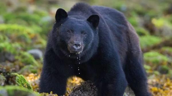 老獵人不忍傷害黑熊，把它放生，好人自有好報