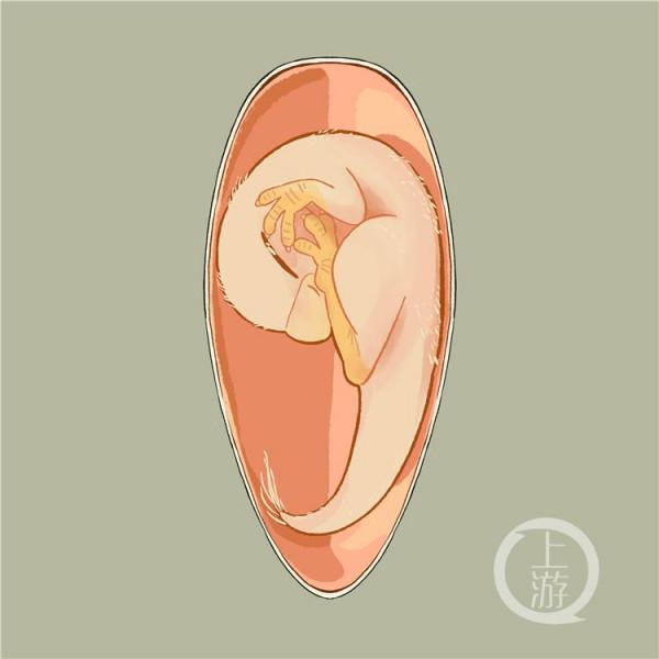 中國發現全球科學記錄最完整恐龍胚胎 它是一隻尚未破殼而出的竊蛋龍寶寶