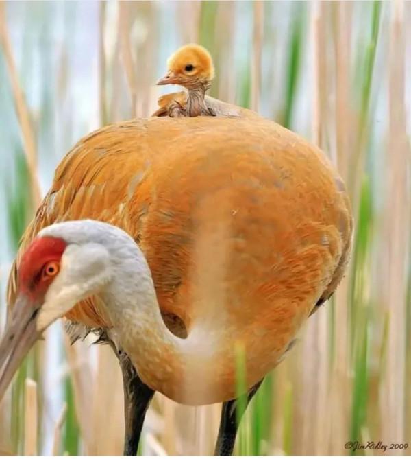 呆萌呆萌的小動物