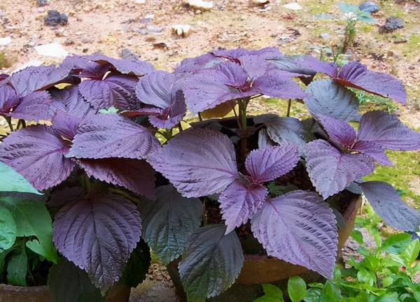 廚房佐料不夠用，不妨種幾盆植物，擺著能吸油煙，摘下還能炒菜吃