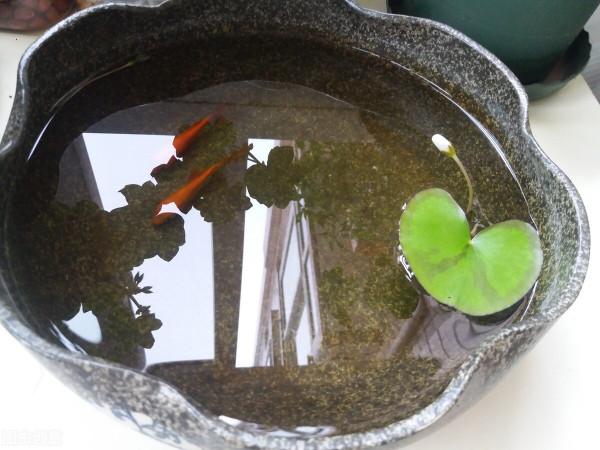 窮養花、富養魚！怎樣又“窮”又“富”？養這些花就可以