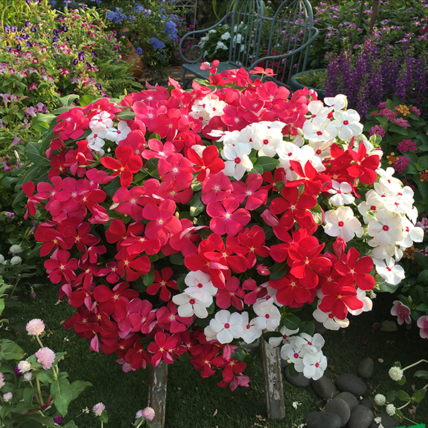 6種“勞模花”，四季花不斷，家裡養一盆，開花200天