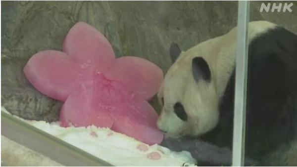 日本雙胞胎大熊貓迎來7歲生日 園方送上禮物(圖) 日本雙胞胎大熊貓迎來7歲生日 園方送上禮物(圖)