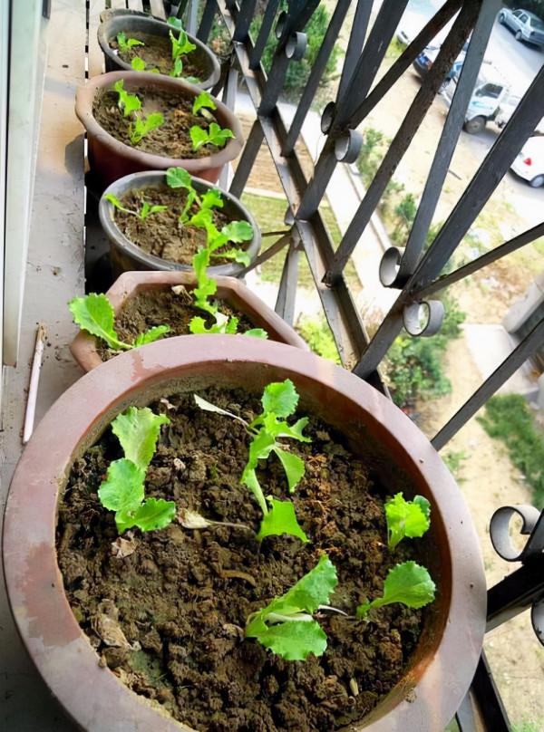 冬天種蔬菜首先這“8種”，不怕冷長得快，吃了一茬又一茬