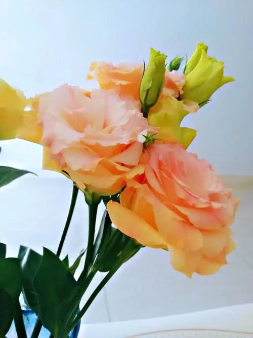 五彩斑斕洋桔梗花 五彩斑斕洋桔梗花