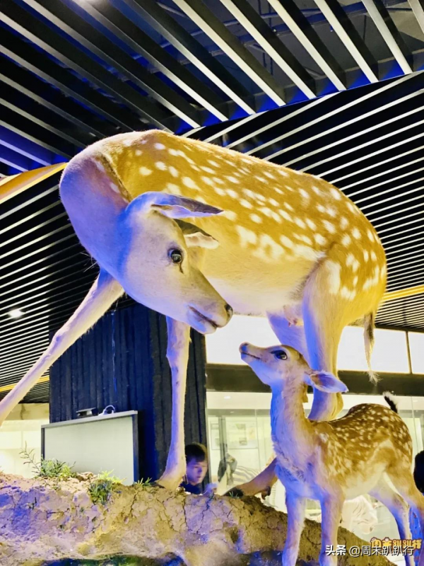 親子打卡!科學探索,細菌好有趣啊,參觀1000+件標本 親子打卡!科學探索,細菌好有趣啊,參觀1000+件標本