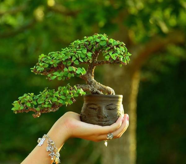 11種花得窮養,用小盆,少澆水,反而更精神 11種花得窮養,用小盆,少澆水,反而更精神