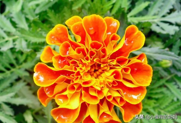 分享——孔雀草花