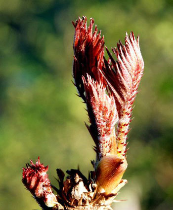 雲南的10種原生態風味菜，出了雲南，可吃不到這種原生態的風味菜