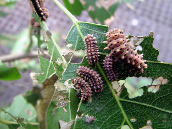 滴注防治重陽木錦斑蛾