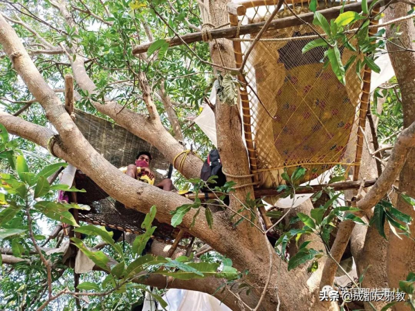 印度小哥感染新冠後，爬樹自我隔離11天，他：人窮只能這樣