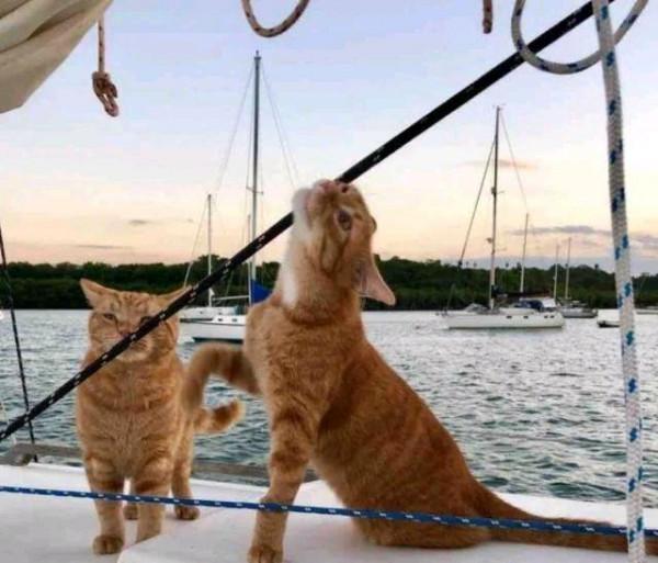 小貓從海里被撈起，全身發抖卻不忘感謝“船長”，結局令人羨慕