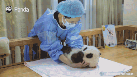 可愛！大熊貓飼養員的花式按摩