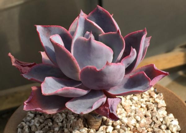 沒養過多肉界“三仙子”，怎知多肉也能飄逸靈動？這個秋季別錯過