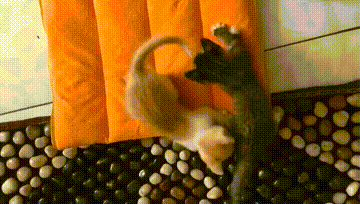 我們的新同事：“物業貓”