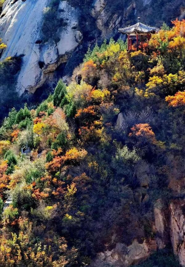 鳳凰嶺彩葉進入最佳觀賞期