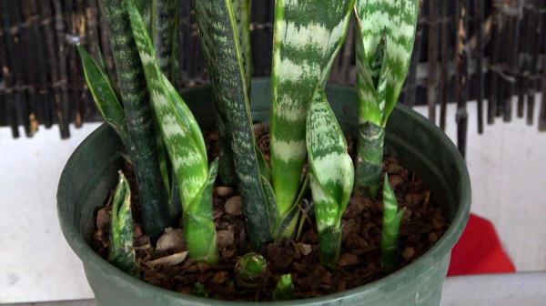 喜歡“小盆”的12種花，幹養多曬，擠著養，枝葉翠綠花大如碗