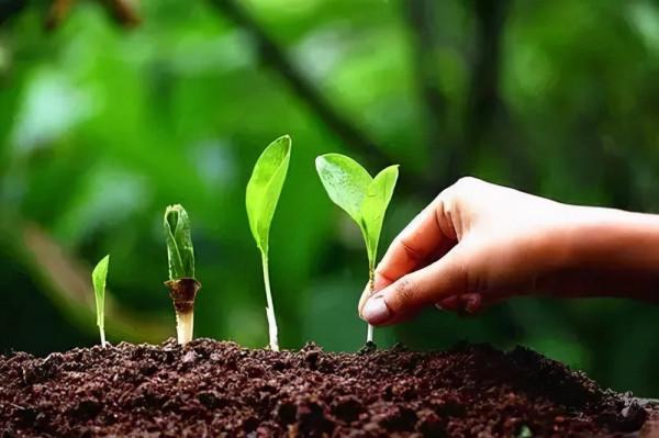 養花的“舊土”加點“廢物”，又肥的流油，養花一級棒