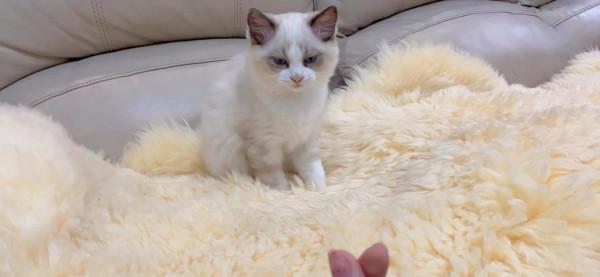 可愛布偶找新家