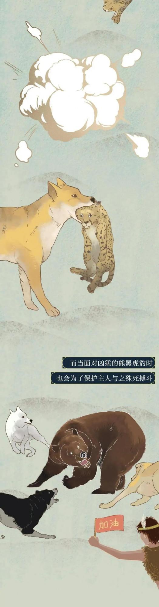 為啥中國的「土狗」正逐漸消失?一組漫畫了解原因,太現實了 為啥中國的「土狗」正逐漸消失?一組漫畫了解原因,太現實了