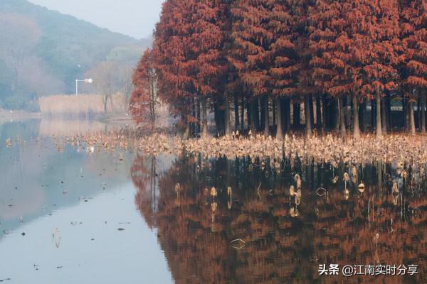 油畫般色彩絢爛的水杉,林中驕傲的黑天鵝,才是黿頭渚秋意的絕響 油畫般色彩絢爛的水杉,林中驕傲的黑天鵝,才是黿頭渚秋意的絕響