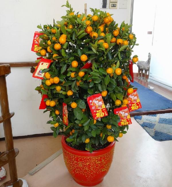 家裡養盆“吉祥果”,學會“這4招”,葉片翠綠,金黃果子滿枝頭 家裡養盆“吉祥果”,學會“這4招”,葉片翠綠,金黃果子滿枝頭