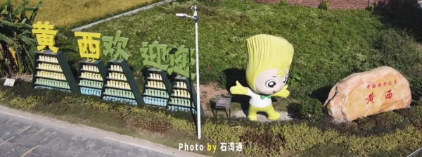 萬萬沒想到，石灣也有這麼漂亮的稻田