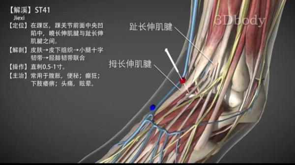 解溪穴—治踝關節疼痛