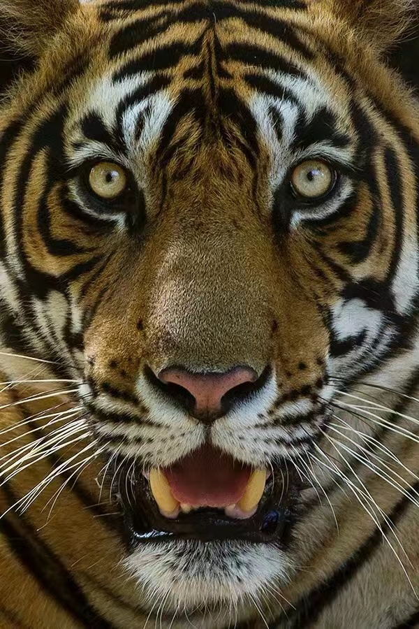 我為何深入野生大地,冒險跟拍猛獸?看近距離視野中它們有多迷人 我為何深入野生大地,冒險跟拍猛獸?看近距離視野中它們有多迷人