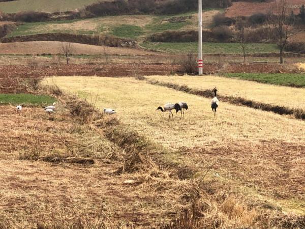 黑頸鶴之鄉 念湖