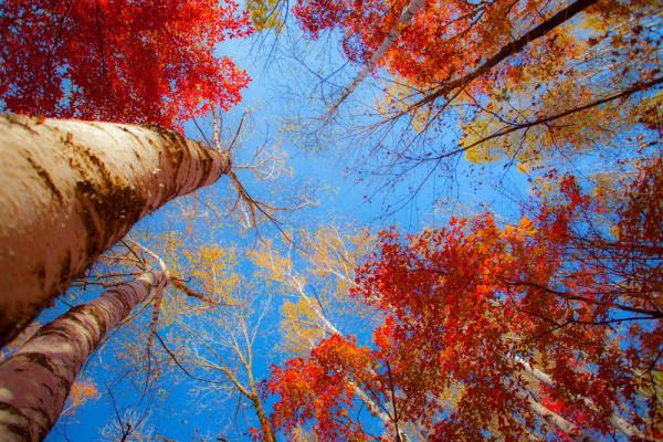 吉林樺甸:楓葉如丹,又見一年秋映紅 吉林樺甸:楓葉如丹,又見一年秋映紅