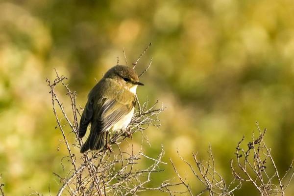 照片故事～溼地鳥類