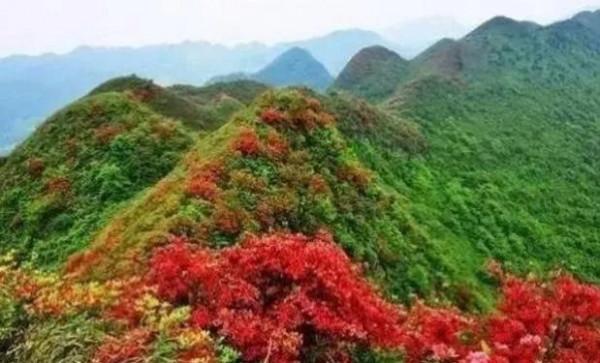 英山天馬寨杜鵑花海