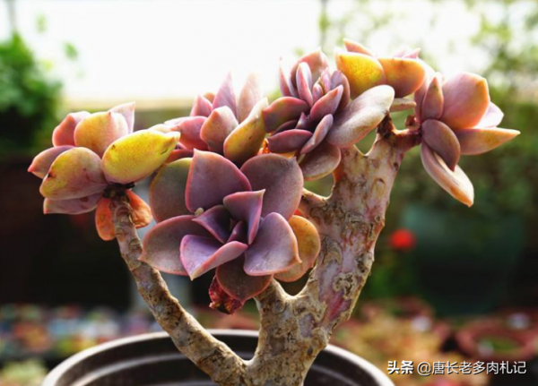 不應被遺忘的多肉紫珍珠，好養易上色，養成老樁後顏色紫紅超好看