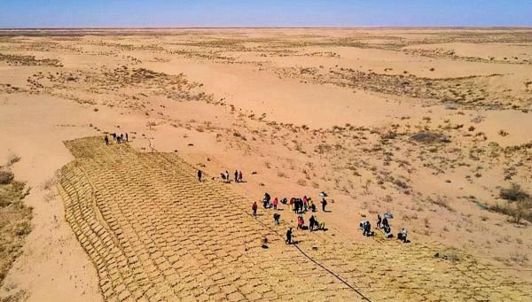 馬雲斥巨資在沙漠裡種的樹，如今成啥樣了？