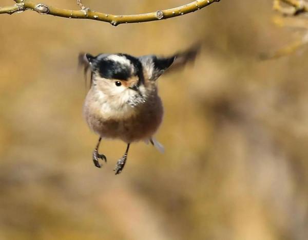 今天宛平湖拍鳥的小小收穫與朋友分享