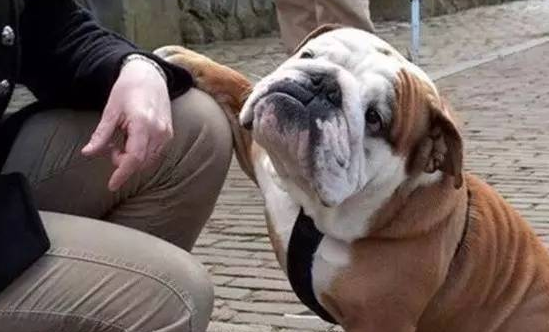 這幾種方式養狗,是在給狗狗“上刑”吧 這幾種方式養狗,是在給狗狗“上刑”吧