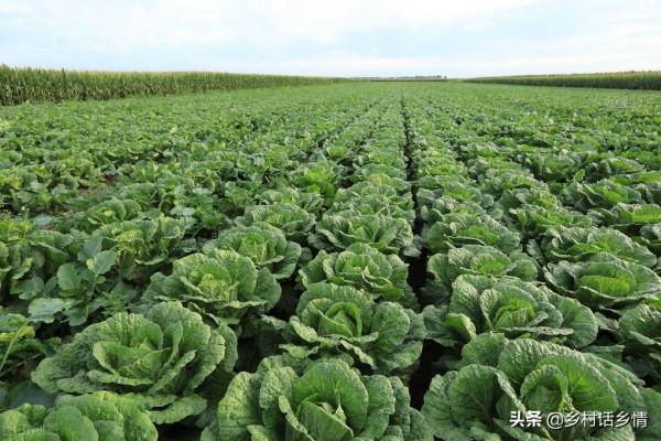 秋播大白菜抓好這四點,前期苗壯長得快,後期包心又好又結實 秋播大白菜抓好這四點,前期苗壯長得快,後期包心又好又結實