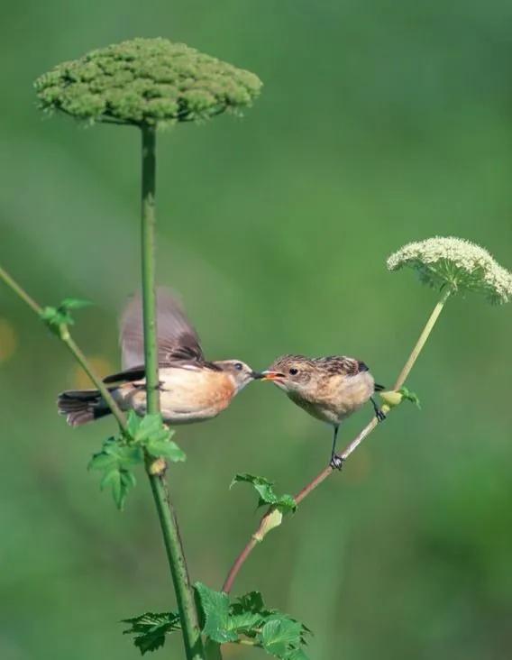 60多張雙比翼鳥圖欣賞