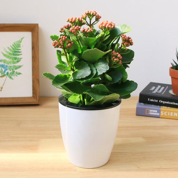 12種花，建議養一盆，不僅吸收廢氣，還有“旺財添福”的美好寓意