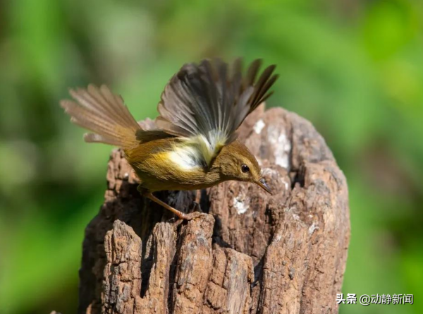 野性貴州 有問必答丨經常只聞其聲不見其影，這種神秘的鳥兒你見過嗎？