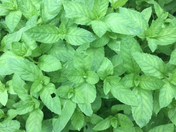 農村常見又能吃的野菜,都是價值珍貴的中藥材,看看你吃過幾種? 農村常見又能吃的野菜,都是價值珍貴的中藥材,看看你吃過幾種?