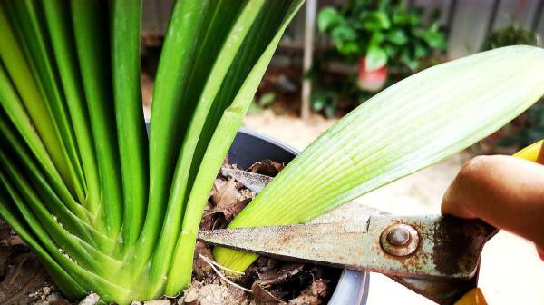 10種花，空氣再幹也別“噴水”，容易黃葉“掉花苞”